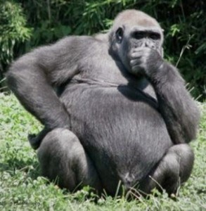 Gorilla-Thought